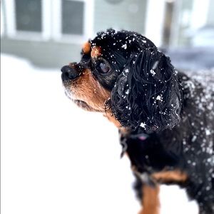 Meet your Posher, Mason